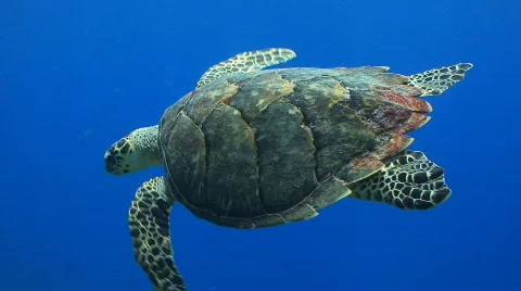 Turtle swimming open ocean marine life Stock Footage