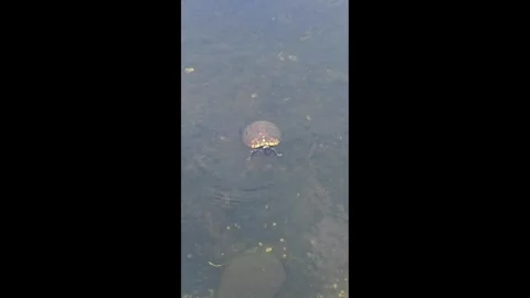 A Turtle Swimming Out of Frame Stock Footage 316142625