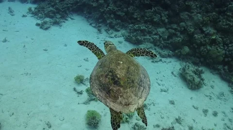 Turtle Swimming over Coral Reef Stock Footage 51804731