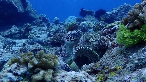 Turtle swimming over coral reef . Scuba diving in Papua New Guinea Stock Footage 140587508