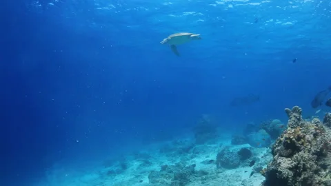 Turtle Swimming Over Coral Reef in Clear Blue Ocean Stock Footage 346337142