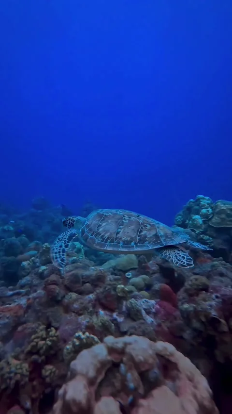 Turtle swimming over corals Stock Footage 222568693