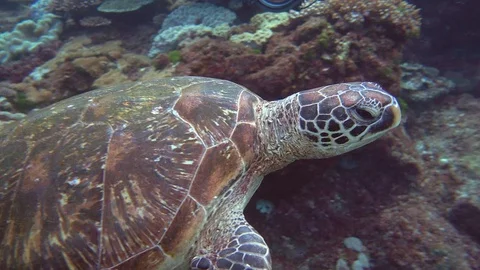 Turtle swimming over reef Stock Footage 74689806