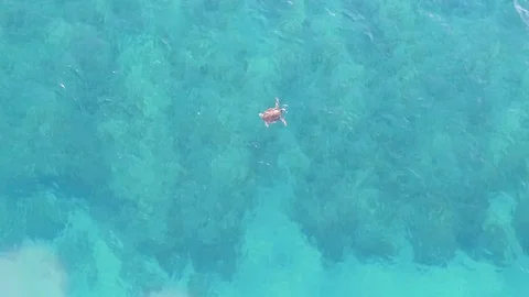 Turtle swimming over reef Stock Footage 84228864