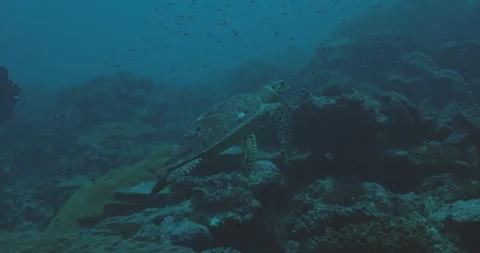 Turtle Swimming Over Reef Stock Footage 280101715