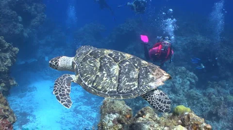 Turtle swimming over reef with Scuba diver Vidéo 2769913