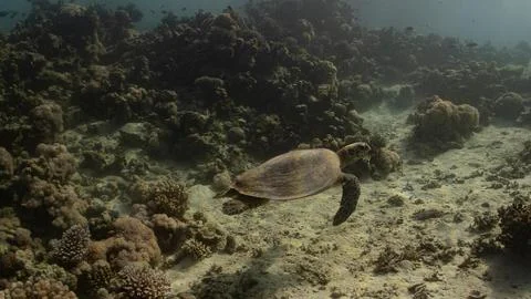 Turtle Swimming Over Seabed Stock Photos
