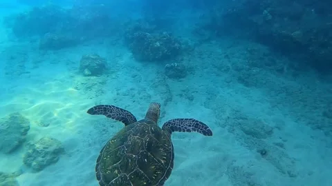 Turtle swimming peacefully Stock Footage 167868162