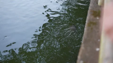 Turtle swimming peacefully in a pond Stock Footage 320874199
