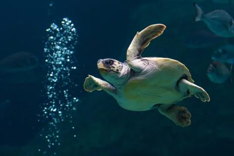 Turtle swimming Stock Photos