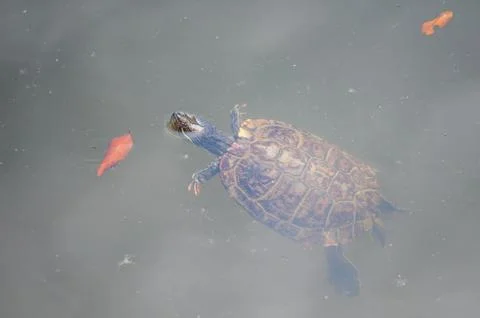 Turtle Swimming Stock Photos