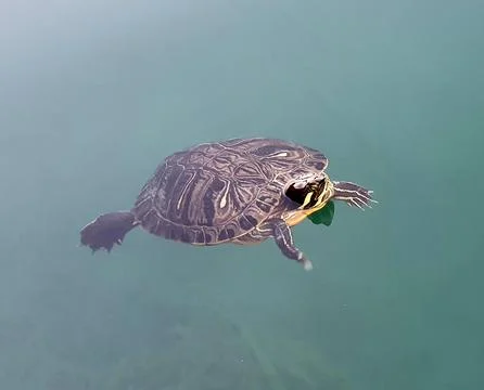 Turtle swimming Fotos de archivo
