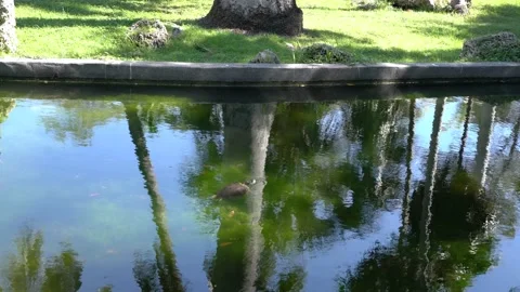 Turtle swimming in Pond at Bayfront Park. Stock Footage 219977011