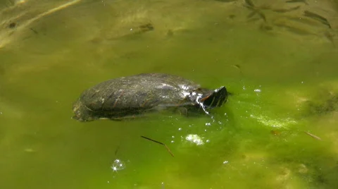 Turtle swimming in a pond Video stock 452015