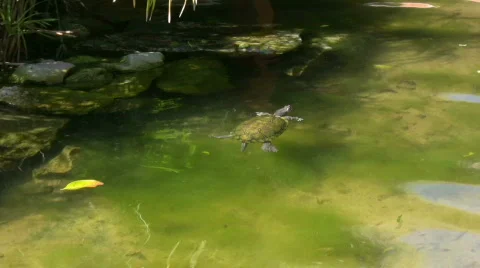 Turtle swimming in a pond Stock Footage 452030