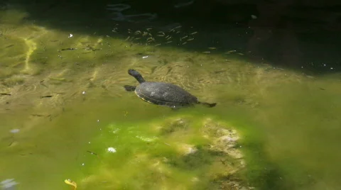 Turtle swimming in a pond Stock Footage 452038