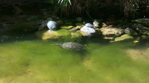 Turtle swimming in a pond Stock Footage 452050
