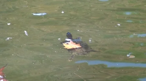 Turtle swimming in pond Stock Footage 933690