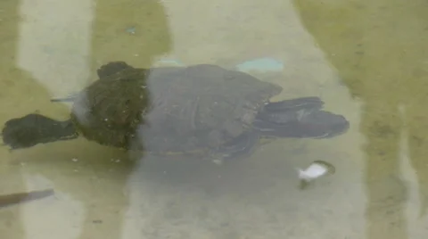 Turtle swimming in the pond Stock Footage 42190952