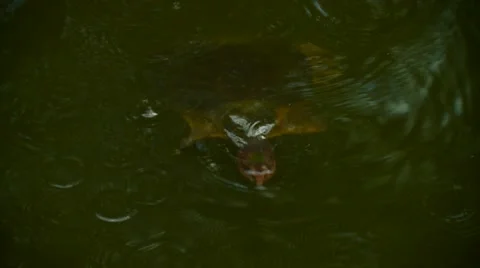 Turtle swimming in pond Stock Footage 60691555