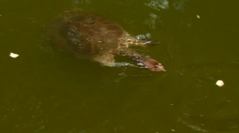 Turtle swimming in pond Stock Footage 60691560