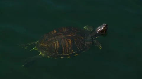 Turtle swimming in pond Stock Footage 60691630