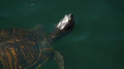 Turtle swimming in pond Stock Footage 60691633