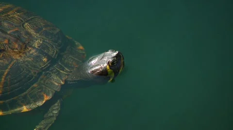 Turtle swimming in pond Stock Footage 60691637