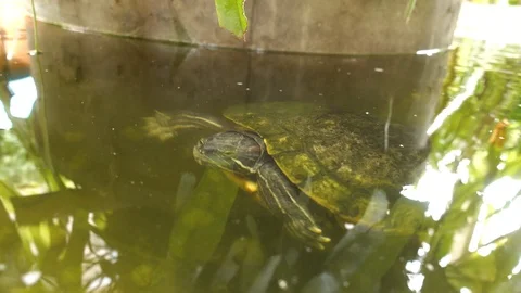 The turtle is swimming in the pond. 動画素材 109212959