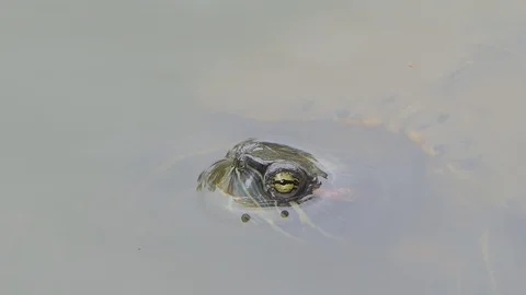 Turtle swimming in pond. Stock Footage 113704372