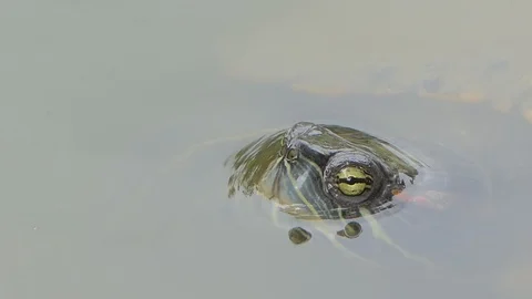Turtle swimming in pond. Stock Footage 113704384