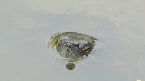 Turtle swimming in pond. 库存影片 113704445