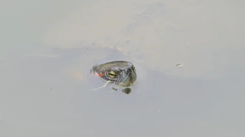 Turtle swimming in pond. Stock Footage 113704475