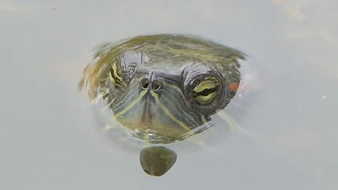 Turtle swimming in pond. Stock Footage 113704507