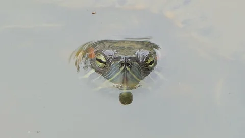 Turtle swimming in pond. Stock Footage 113704535