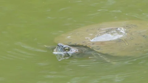 Turtle swimming in pond. Stock Footage 113704553