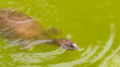 Turtle swimming in a pond Stock Photos