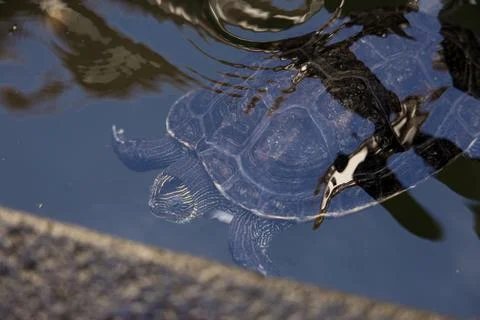 Turtle swimming in a pond with reflection on the surface of the water Stock Photos