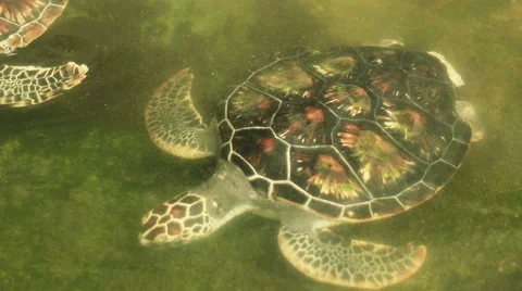 Turtle swimming in pool in conservation area in Phang-Nga South of Thailand Video stock 45673534