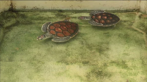 Turtle swimming in pool in conservation area in Phang-Nga South of Thailand Stock Footage 45675987