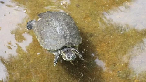 Turtle swimming in pool in water in Cuba Stock Footage