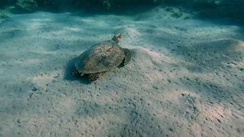 Turtle swimming in the Red Sea Stock Footage