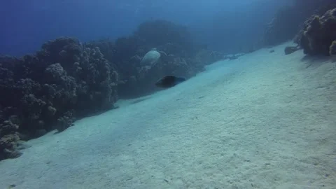 Turtle swimming by the reef Stock Footage 247189298