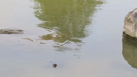 Turtle swimming in the rippling waves pool water, like playing hide and seek. Stock Footage 260238280