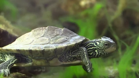 Turtle swimming on river bottom through algae Stock Footage 74920276