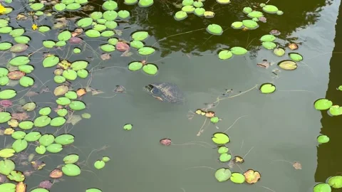 A turtle swimming in the river Stock Footage 201871005