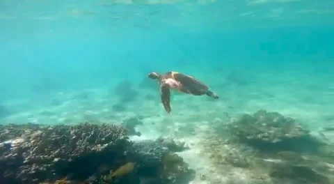 Turtle swimming in the sea Stock Footage 278597996