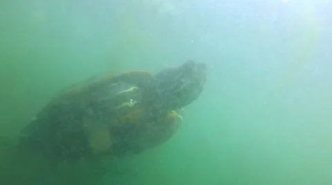 Turtle Swimming - Slow Video stock 65063222