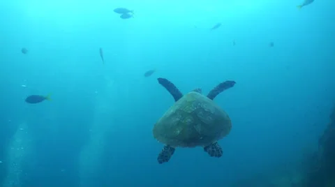 Turtle swimming to surface for breath 動画素材 33070351