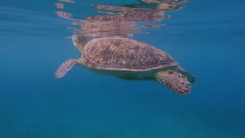 Turtle swimming up to the surface to breathe. Stock Footage 231748871